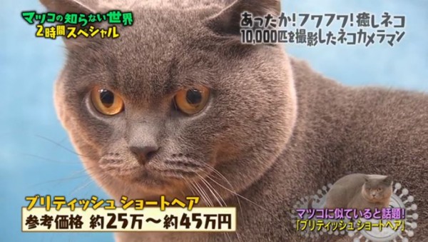 マツコに似ているネコ1